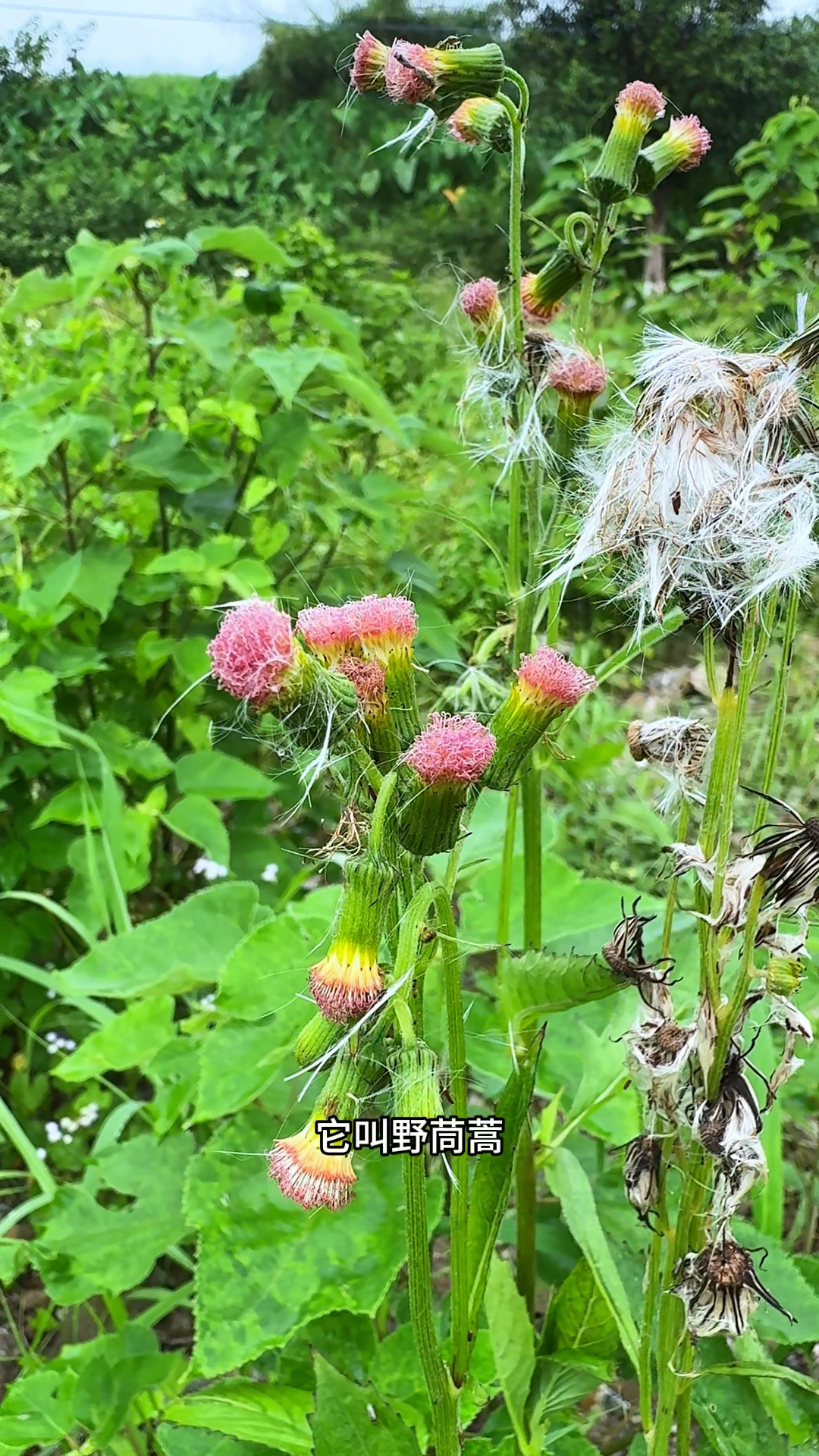 野茼蒿又名红头草、冬风菜、假茼蒿、革命菜、昭和草等