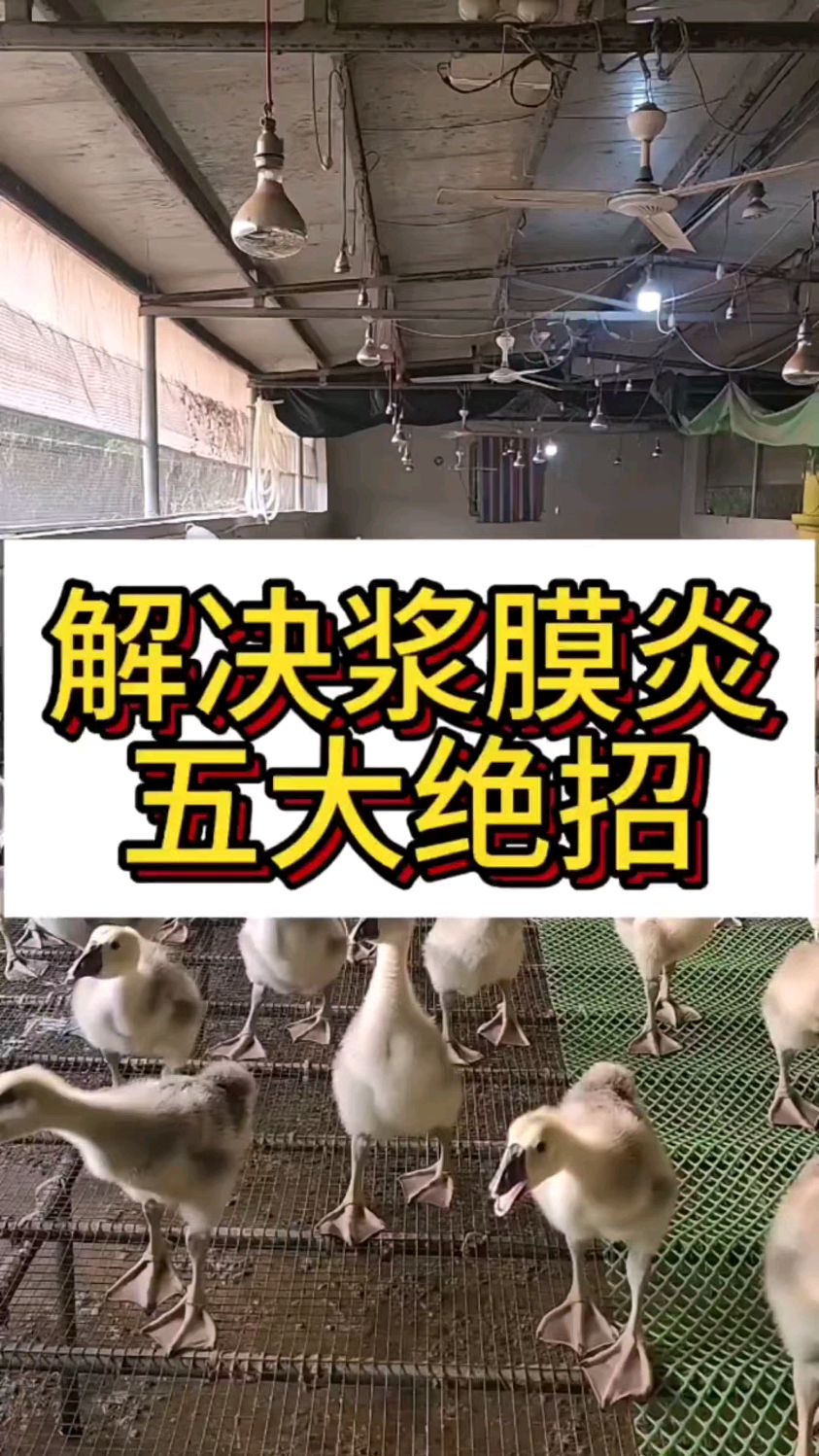 解决鸭鹅浆膜炎五大绝招