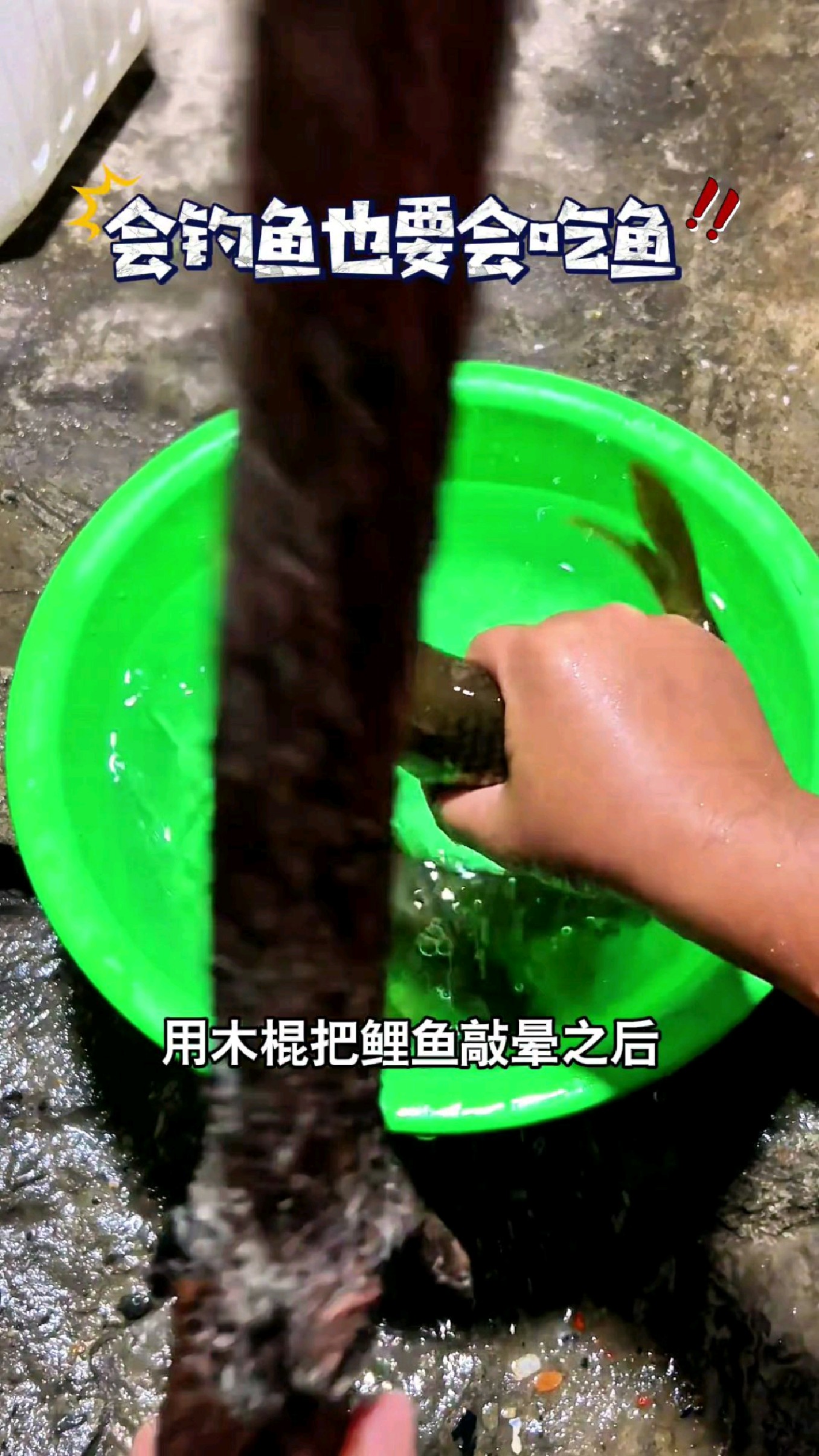 用木棍把鲤鱼敲晕之后,就可以做香香的红烧鱼了#我的钓鱼日记