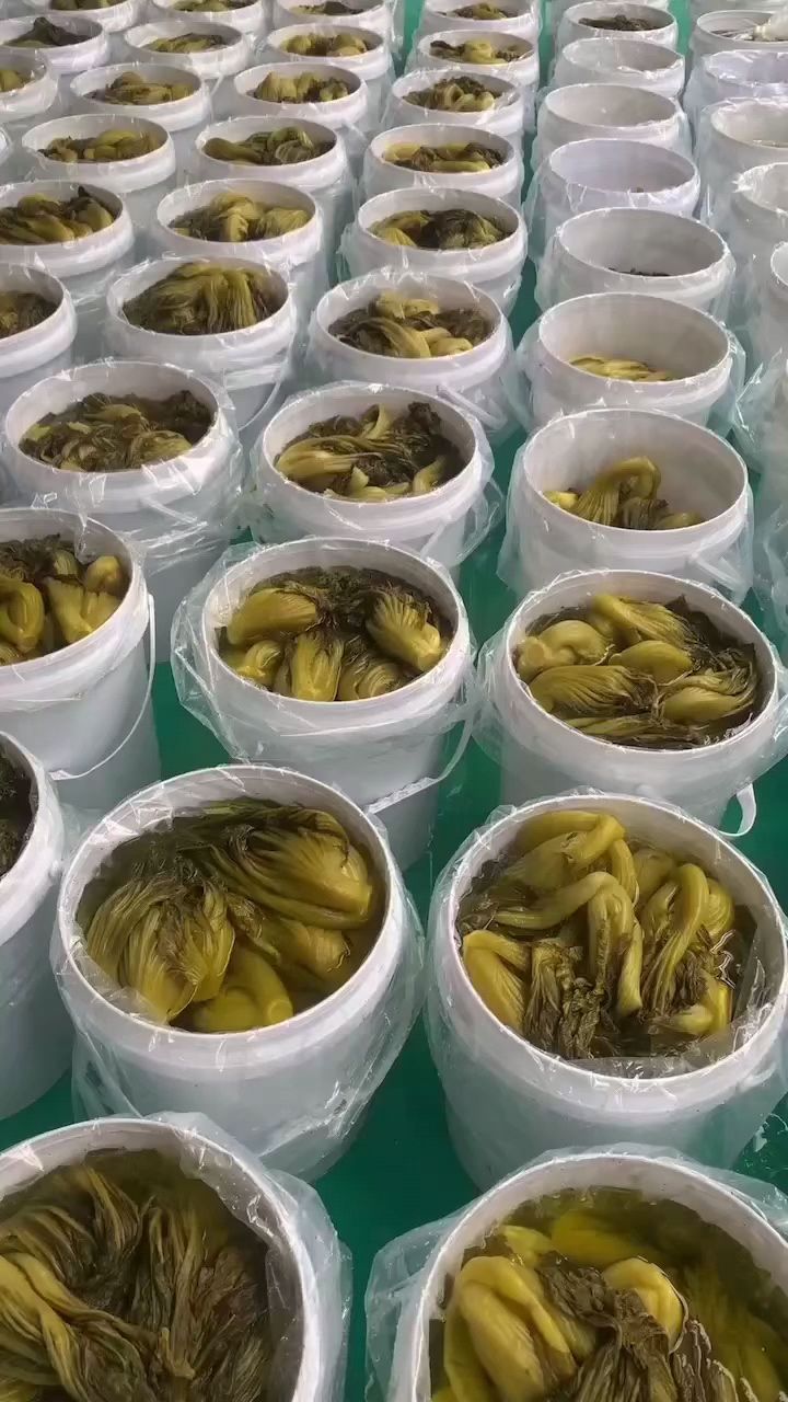 标准化生产的客家水碌菜,吃的更放心,更健康