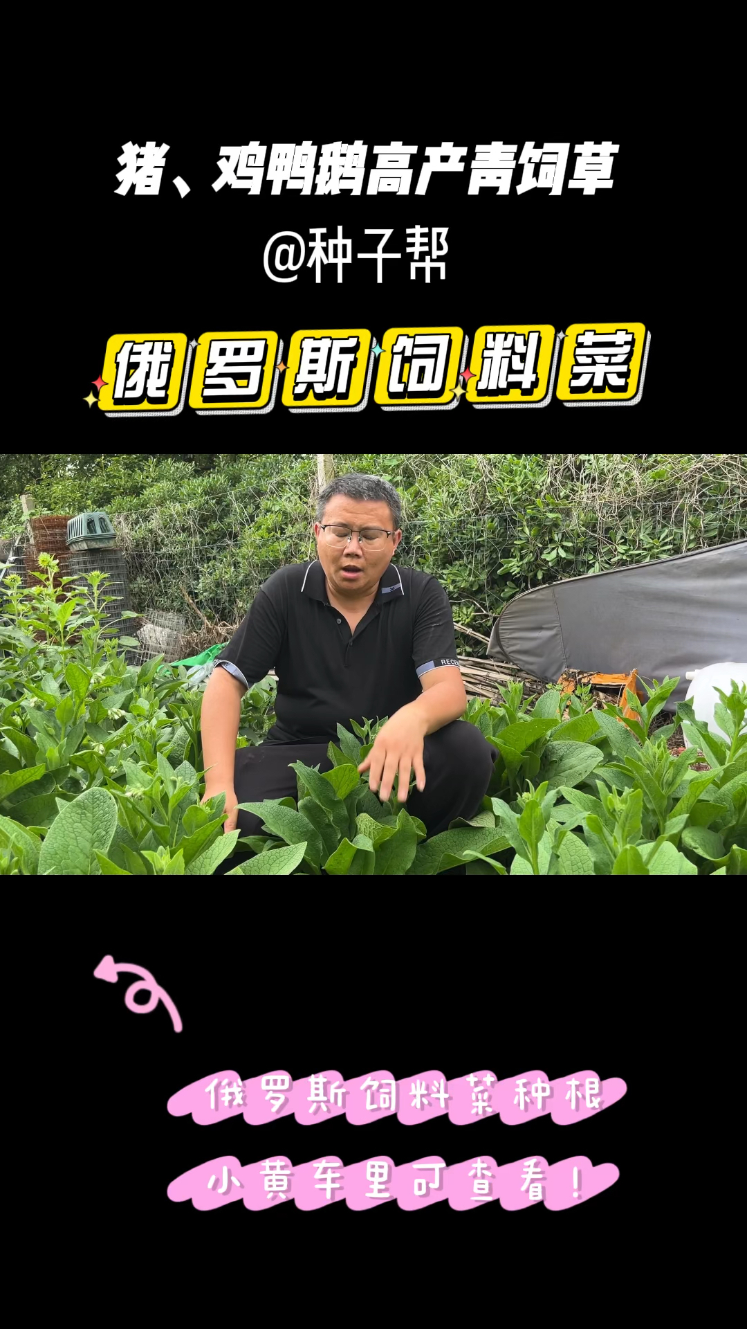 俄罗斯饲料菜亩产可达60万斤,名副其实的高产牧草,猪鸡鸭鹅爱吃
