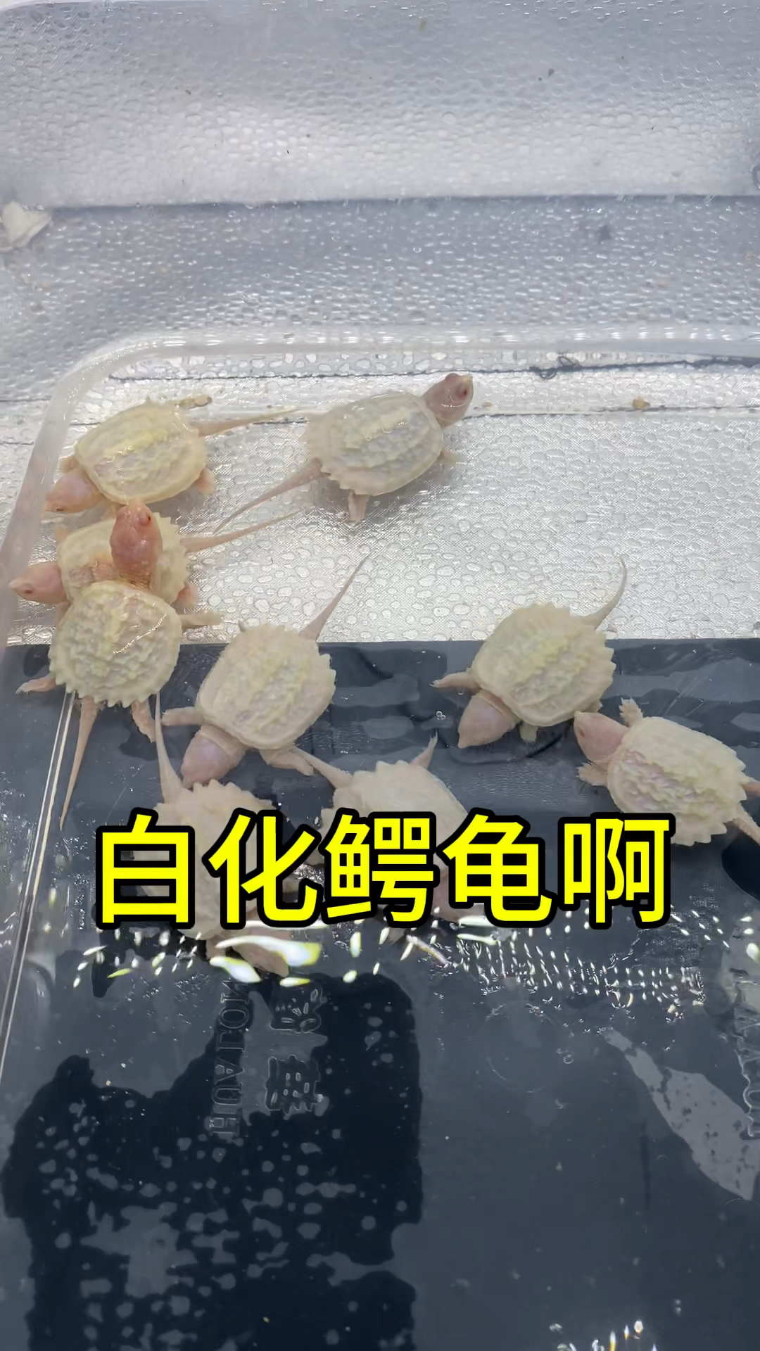 白化鳄龟,现在龟市上的天花板之一你们感觉漂亮吗?