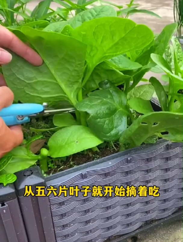 一边摘一边长,越摘长得越旺,它就是大叶木耳菜,种植简单耐高温