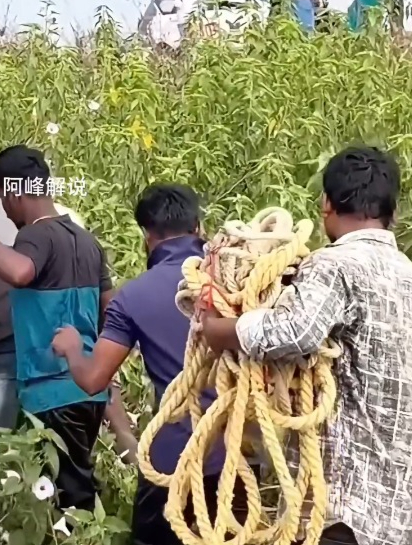 小孩子在河边玩耍,不幸被鳄鱼抓走,村民赶紧叫人前来营救孩子