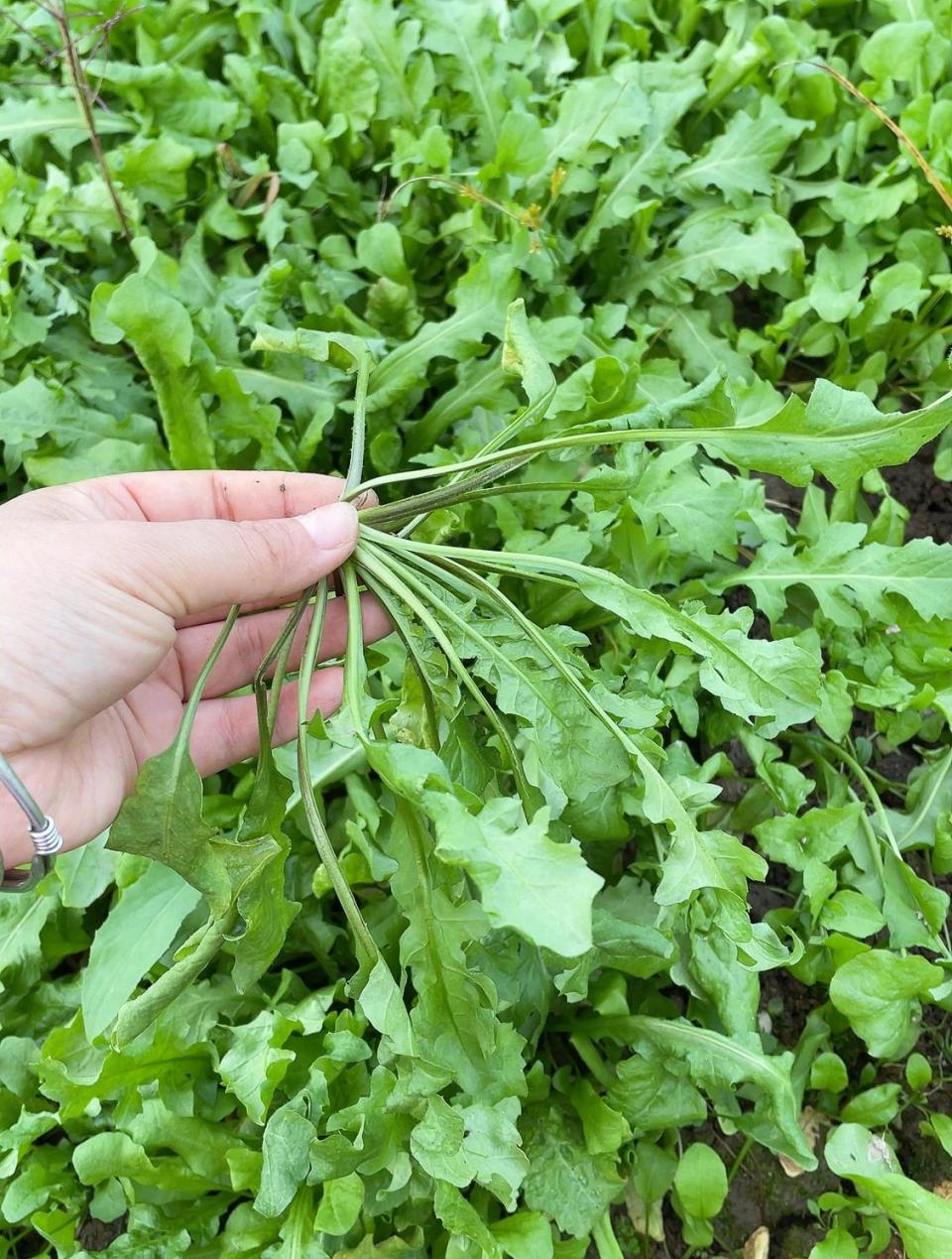 天气越热长得越旺,荠菜种一次能吃好多年!