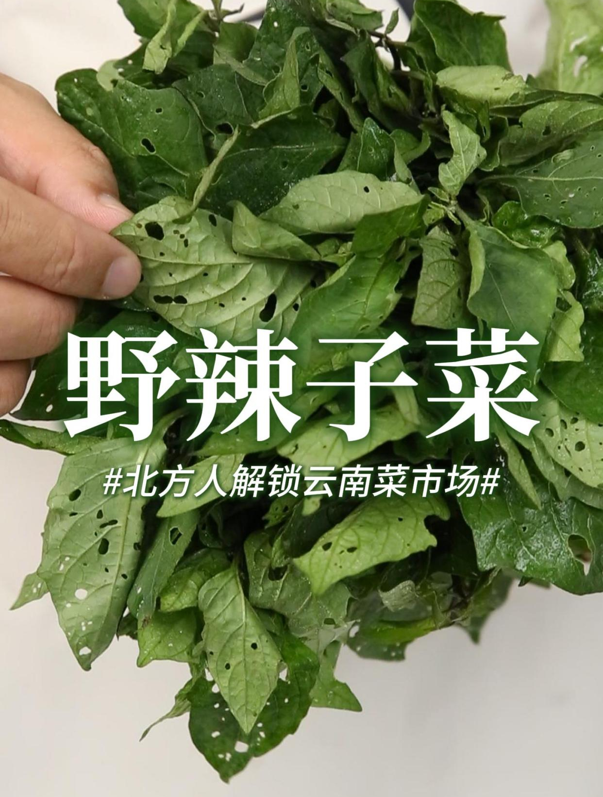 一个全身是宝的野菜,苦中回甘,云南人教我这样吃!