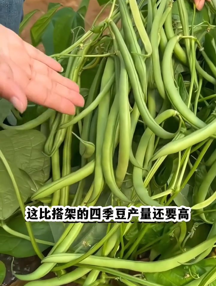 好管理结荚多,四季豆这样种植,一个多月就能采收