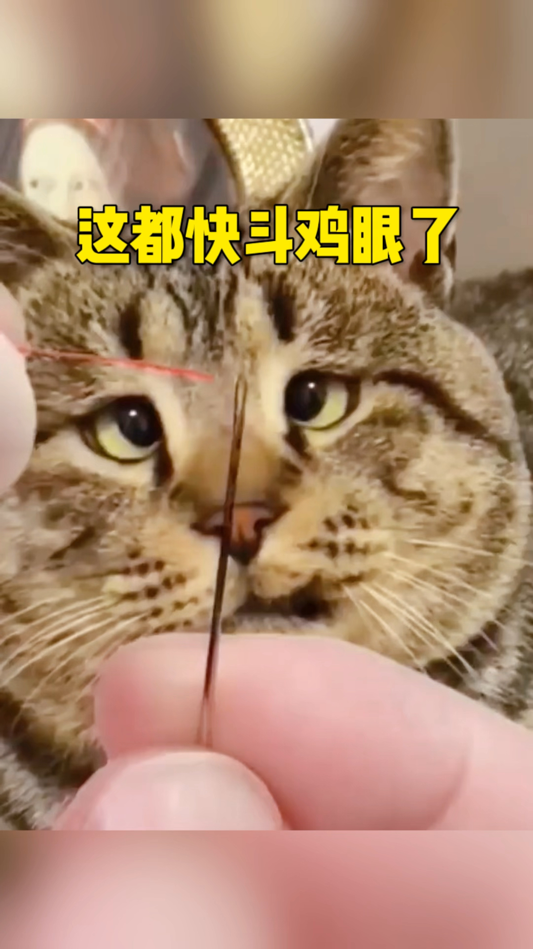 这都快成斗鸡眼了