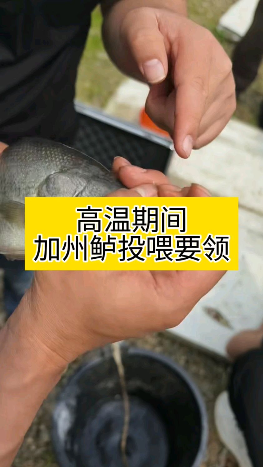 高温季节加州鲈投喂要领