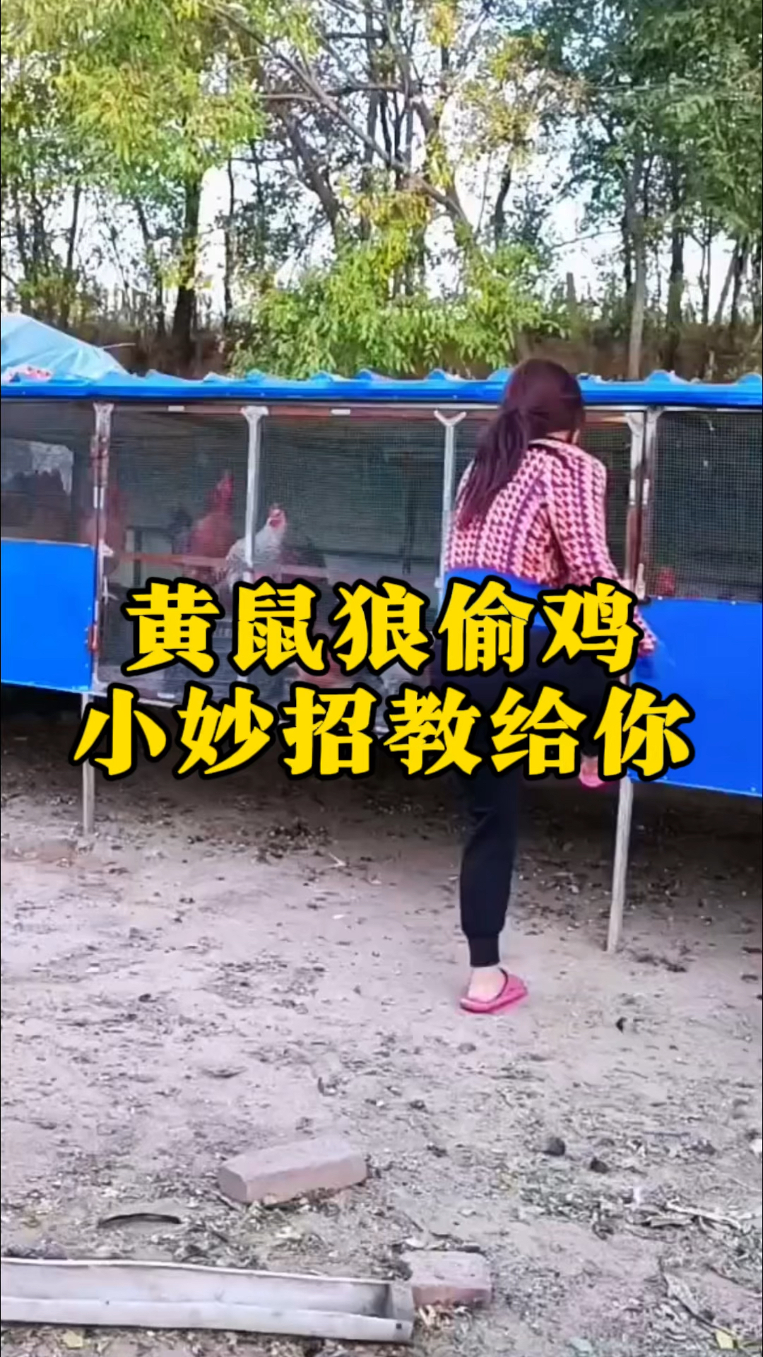 黄鼠狼经常偷鸡,小妙招教给你
