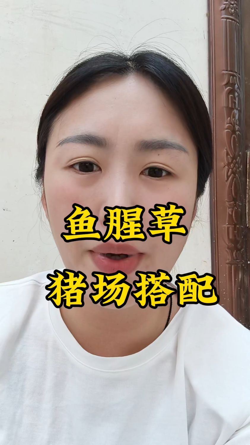 鱼腥草用法用量牢记