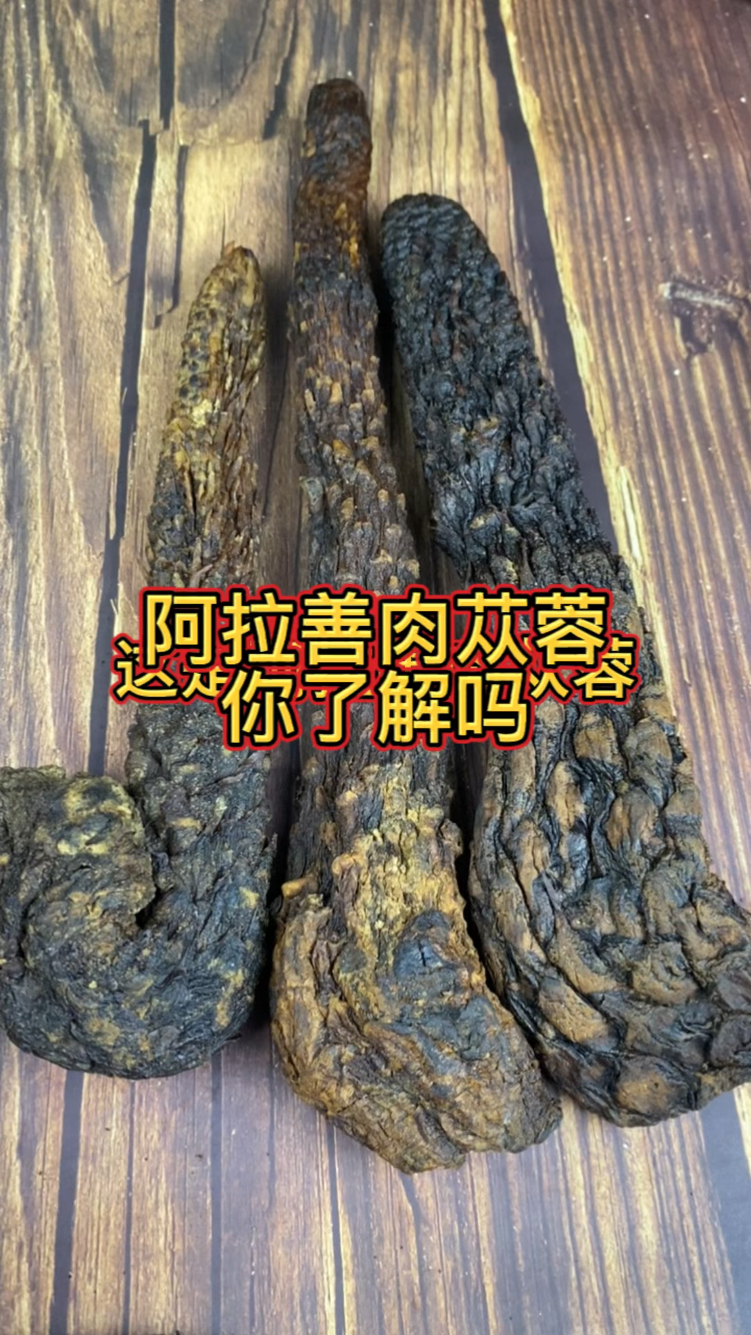 阿拉善肉苁蓉你了解吗