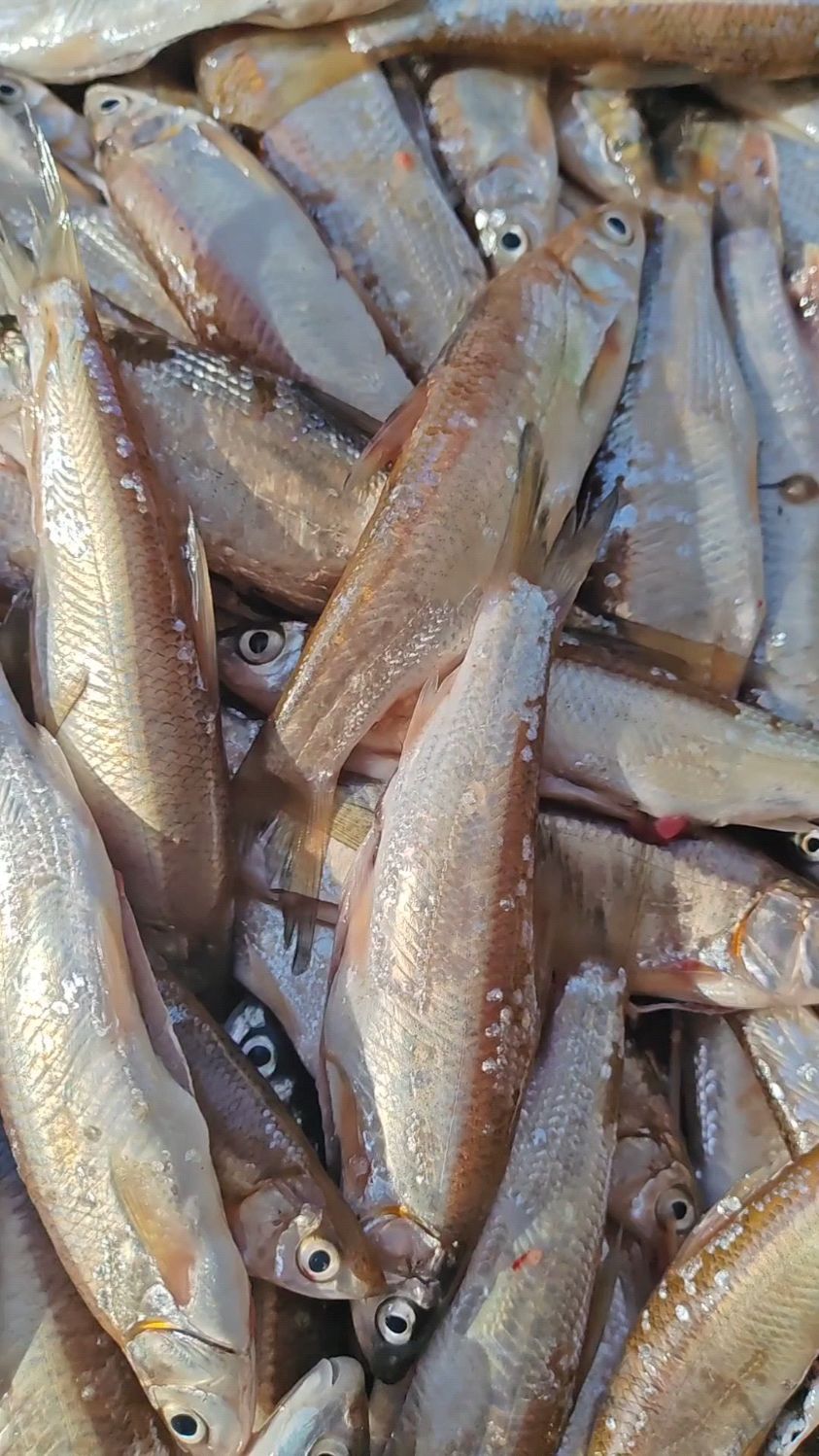 东北松花江江板黄鱼,就三单鱼,嘎嘎新鲜