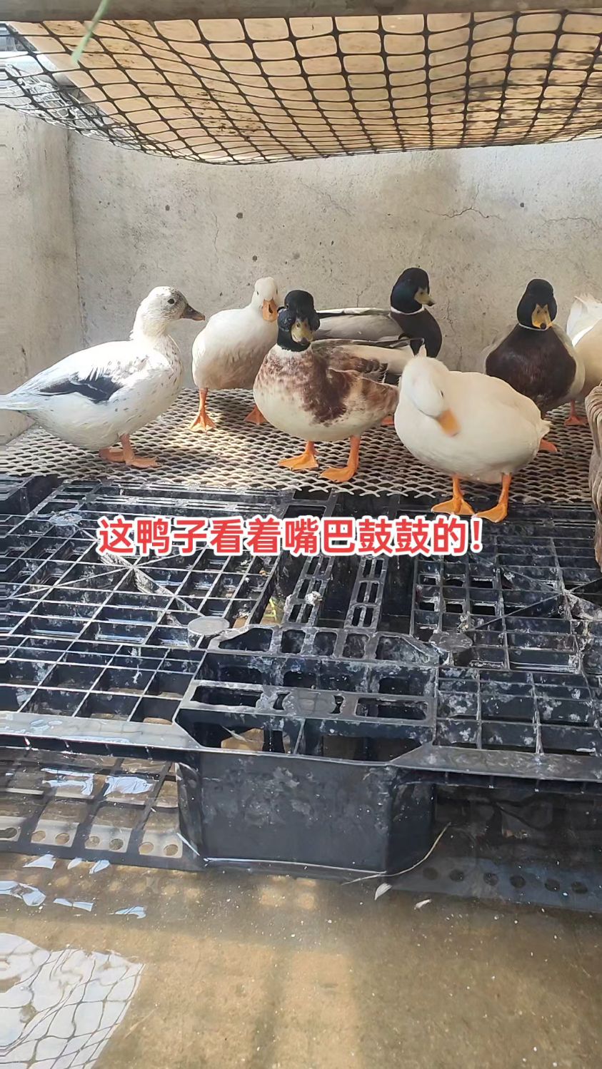 这只异色柯尔鸭腮帮子鼓鼓的!