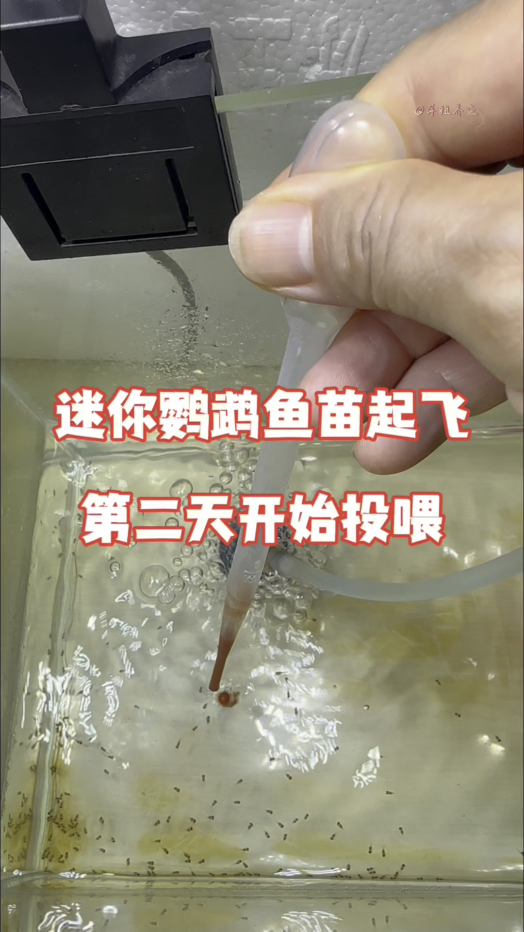 迷你鹦鹉鱼苗起飞第二天开始投喂#水族 #养鱼日记#鱼苗