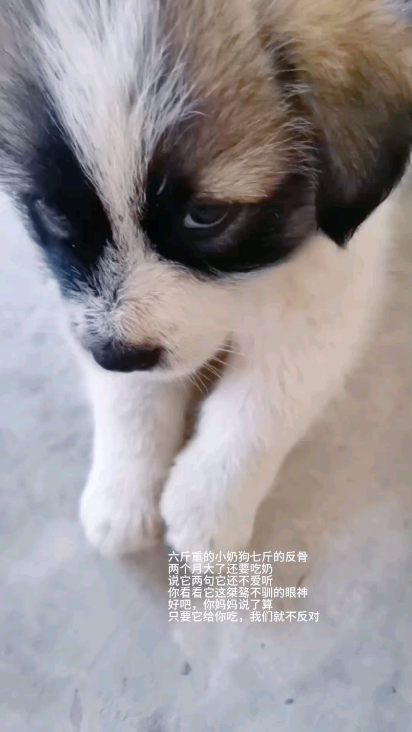 六斤重的小狗七斤重的反骨,两个月了还要吃奶,说它还不爱听