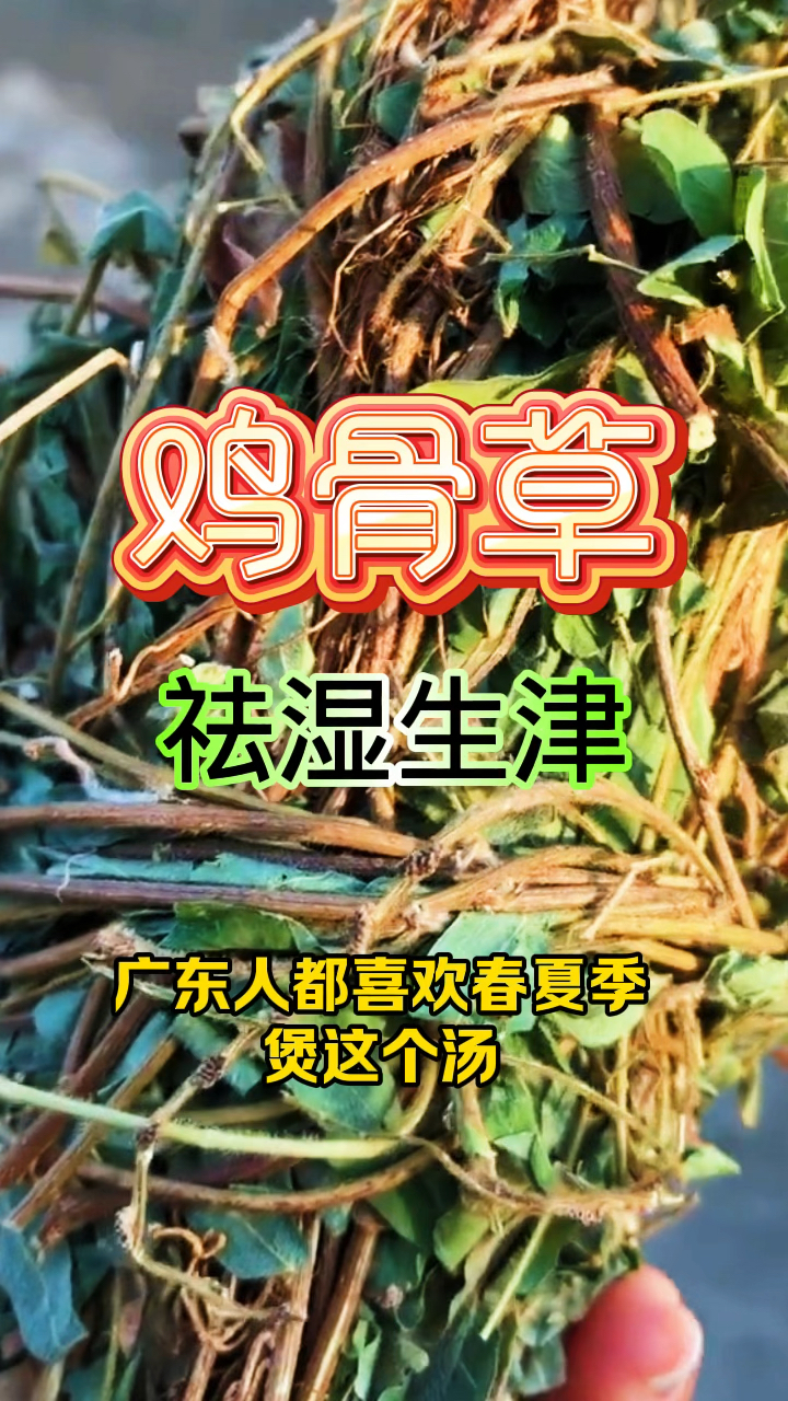 鸡骨草煲汤可以祛湿生津。