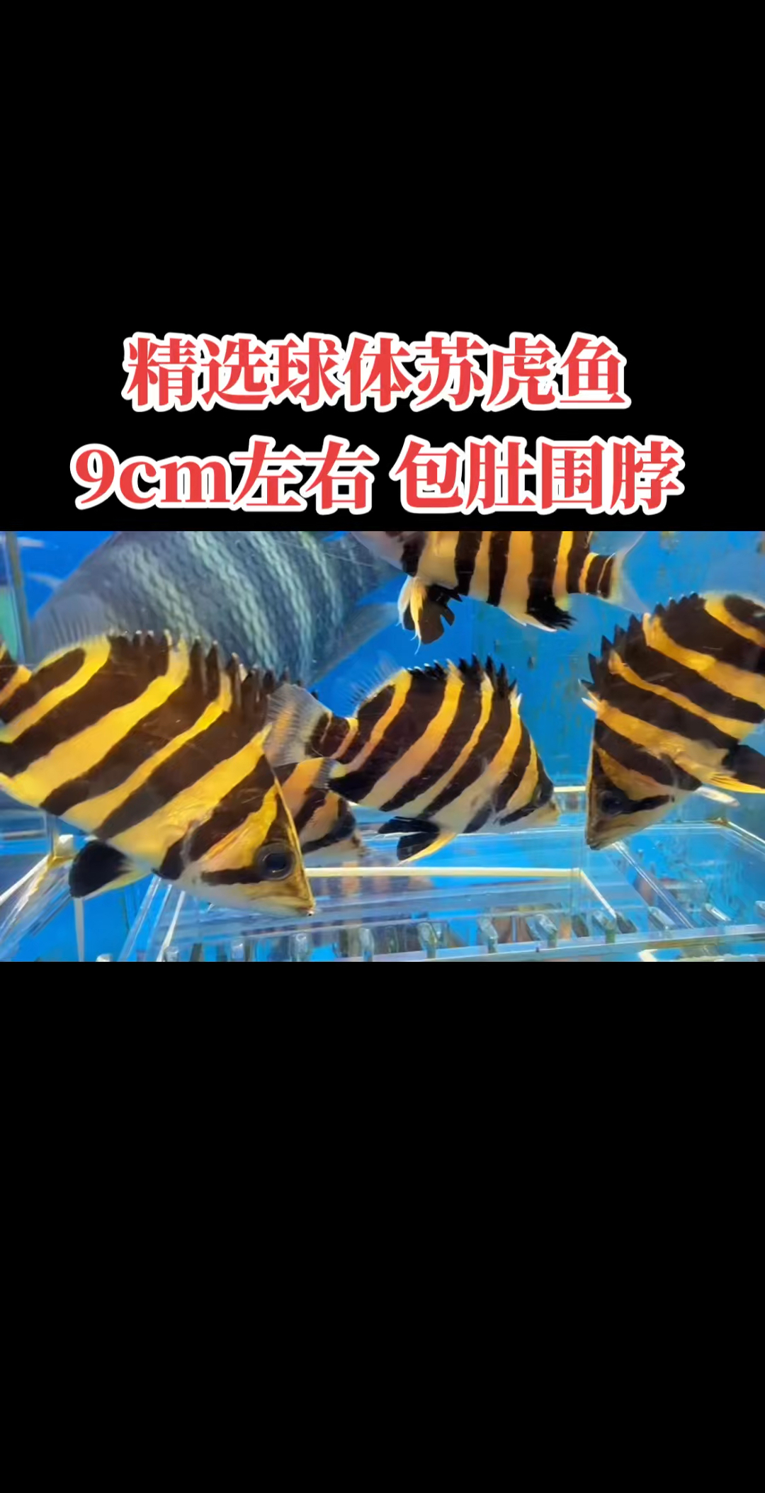 精选球体苏虎鱼,9公分左右,一组5只,包肚围脖,黑纹金底