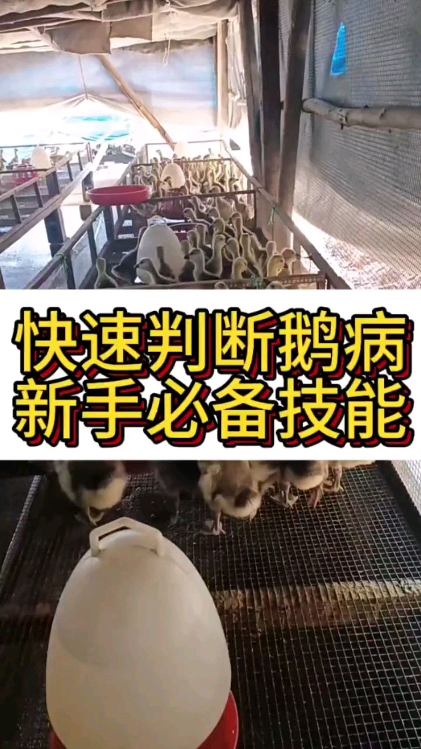 快速判断鹅病新手必备技能