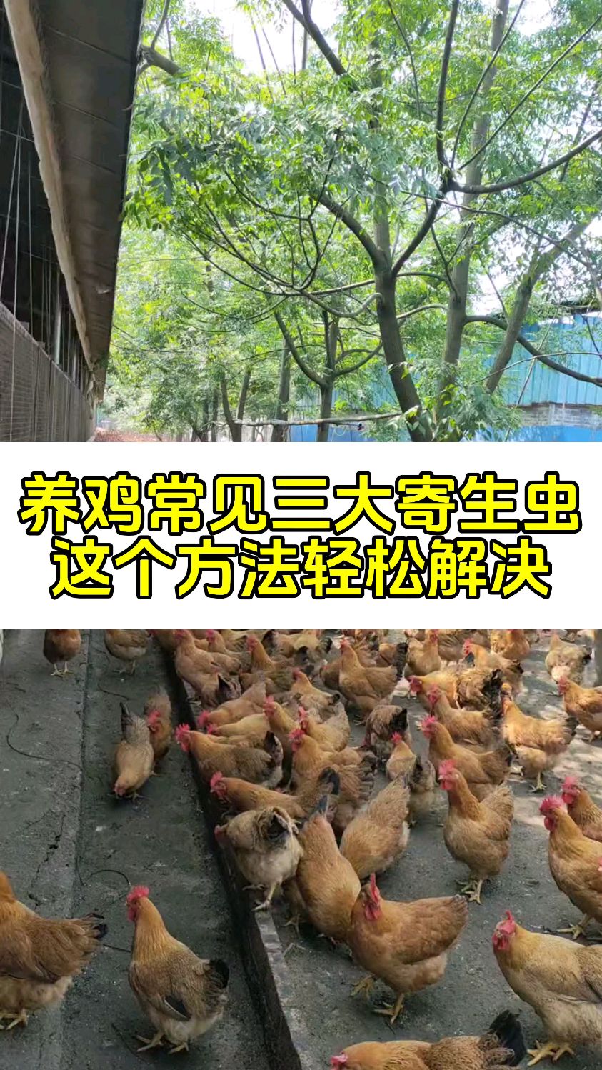 养鸡常见三大寄生虫这个方法轻松解决