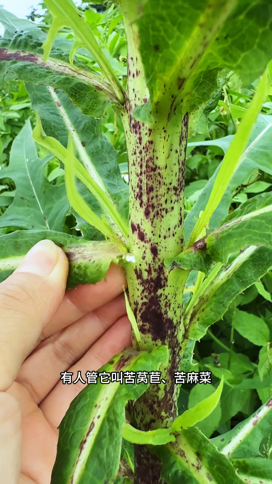 其味道略带苦味的翅果菊,也叫苦麻菜,村里的老先生常采收它