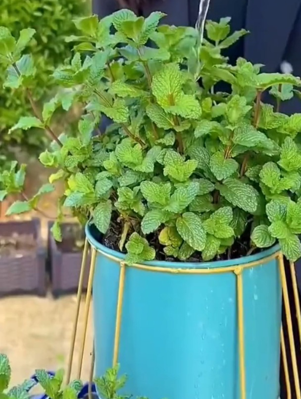 薄荷好种植用途广,撒籽长一片,越摘越旺盛