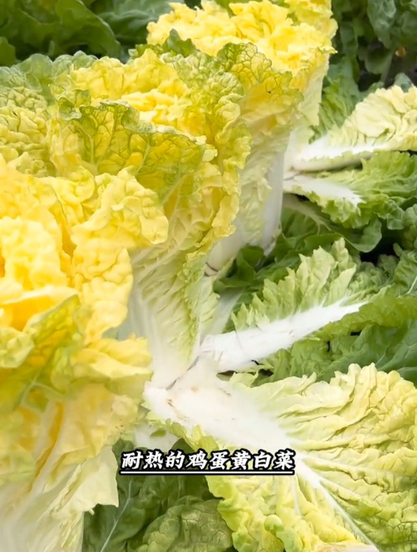 黄心白菜耐热好种,不用育苗撒籽就长,现在种吃到来年春!