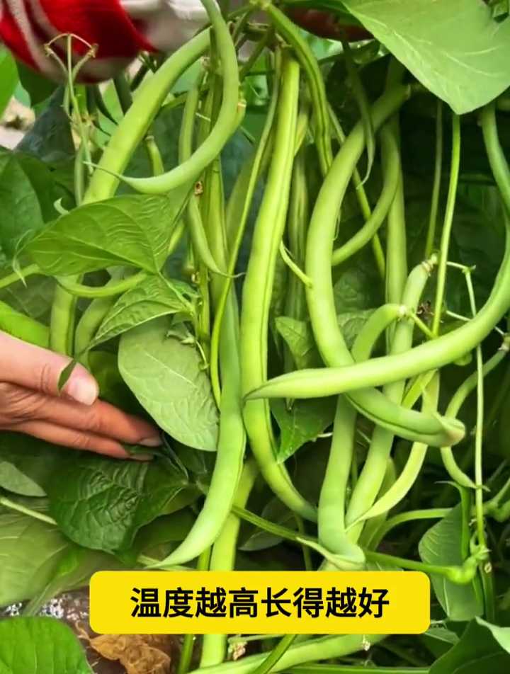 无架四季豆,播种简单产量高,夏季高温也能种