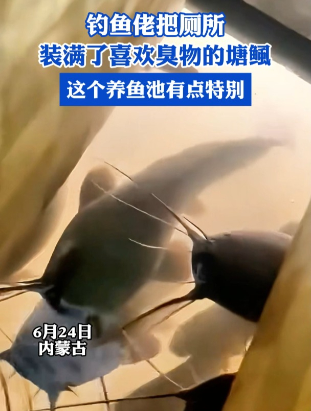 钓鱼佬把厕所装满了喜欢臭物的塘鲺