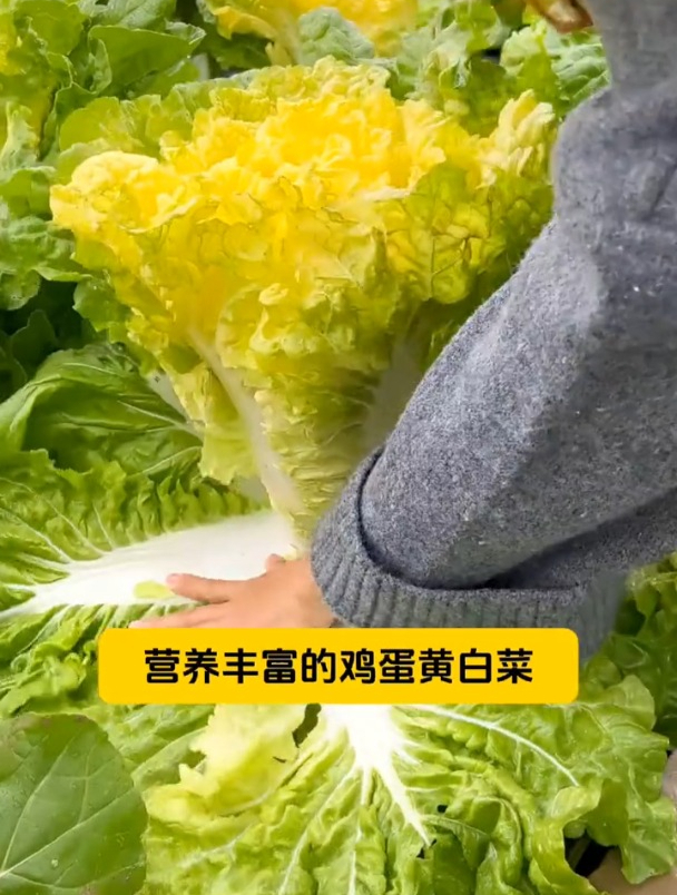 黄心大白菜营养高,耐热又不易兰芯,夏天种一直吃到深冬!