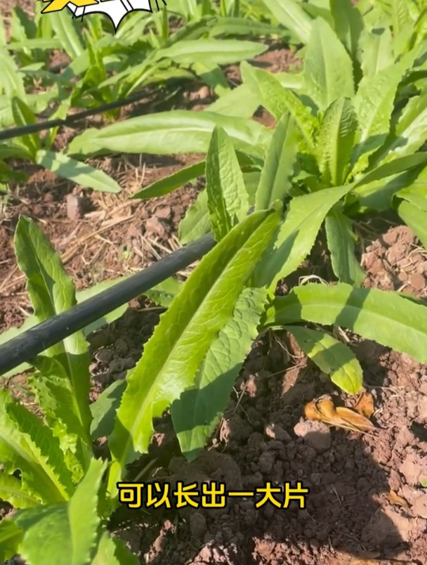 这个菜很少人听过,耐热又好种,贡菜撒籽就长一片!