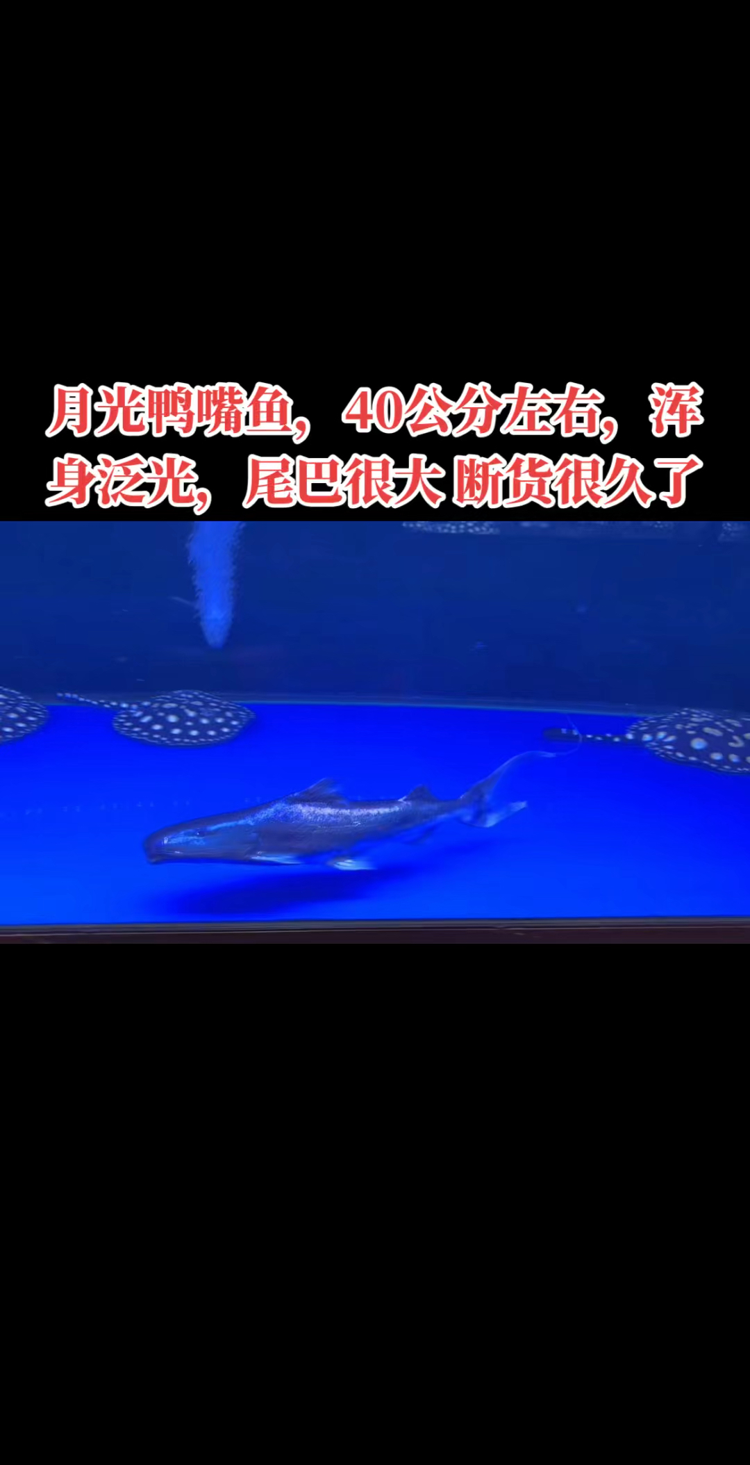 月光鸭嘴鱼,40公分左右,浑身泛光,尾巴很大,断货很久了