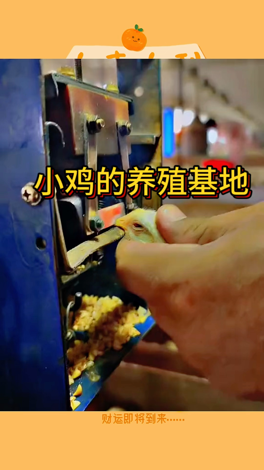 小鸡的养殖基地,居然还给小鸡切割嘴