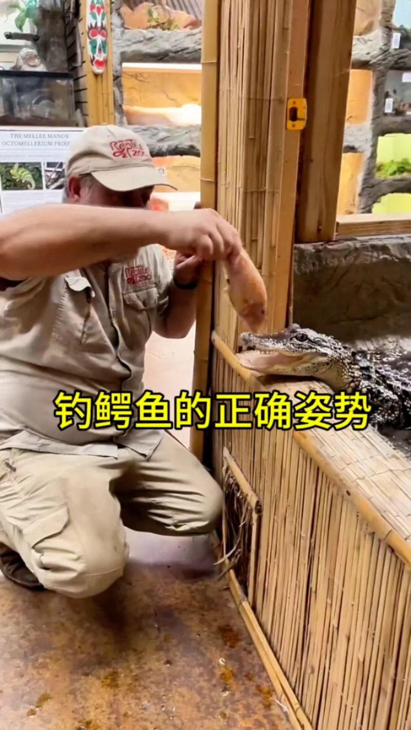 国外大叔现身演示,钓鳄鱼的正确方法!