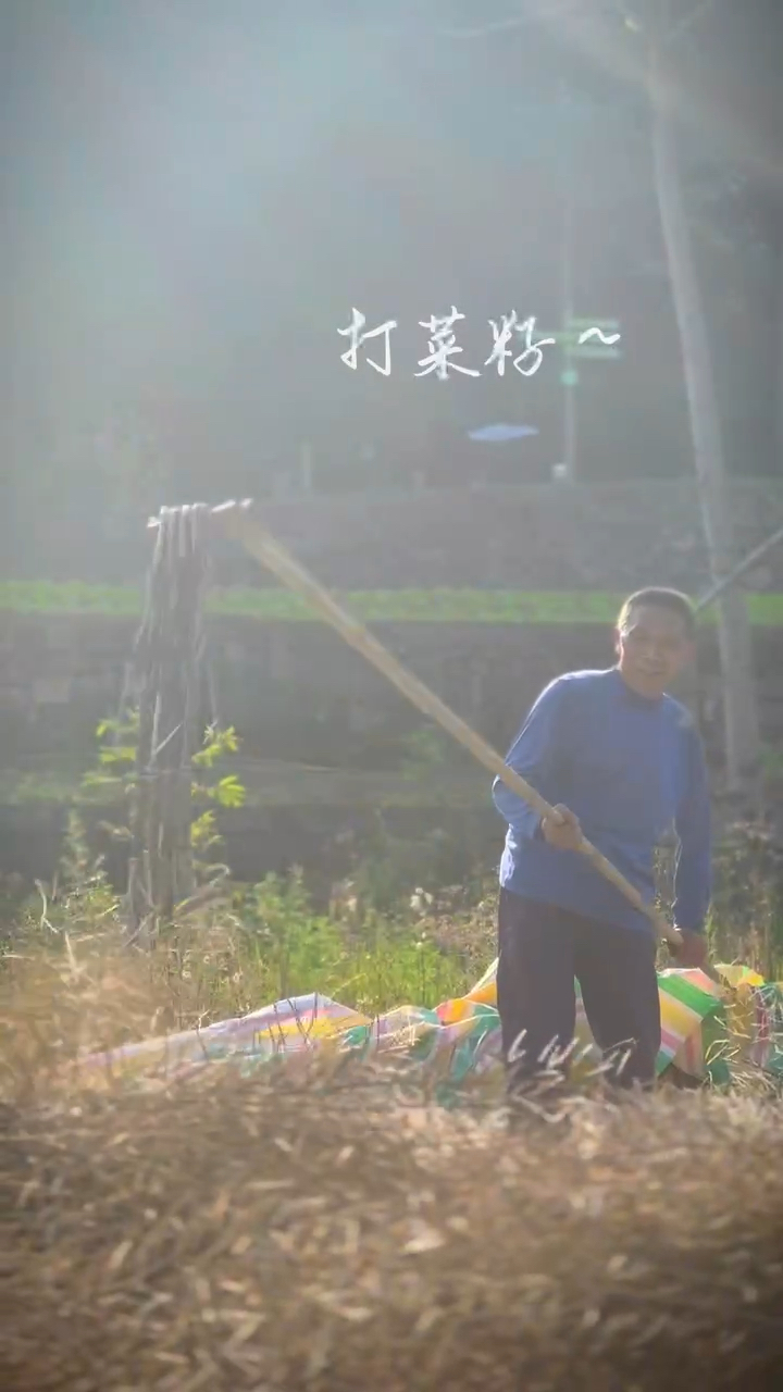 农田里来打菜籽咯