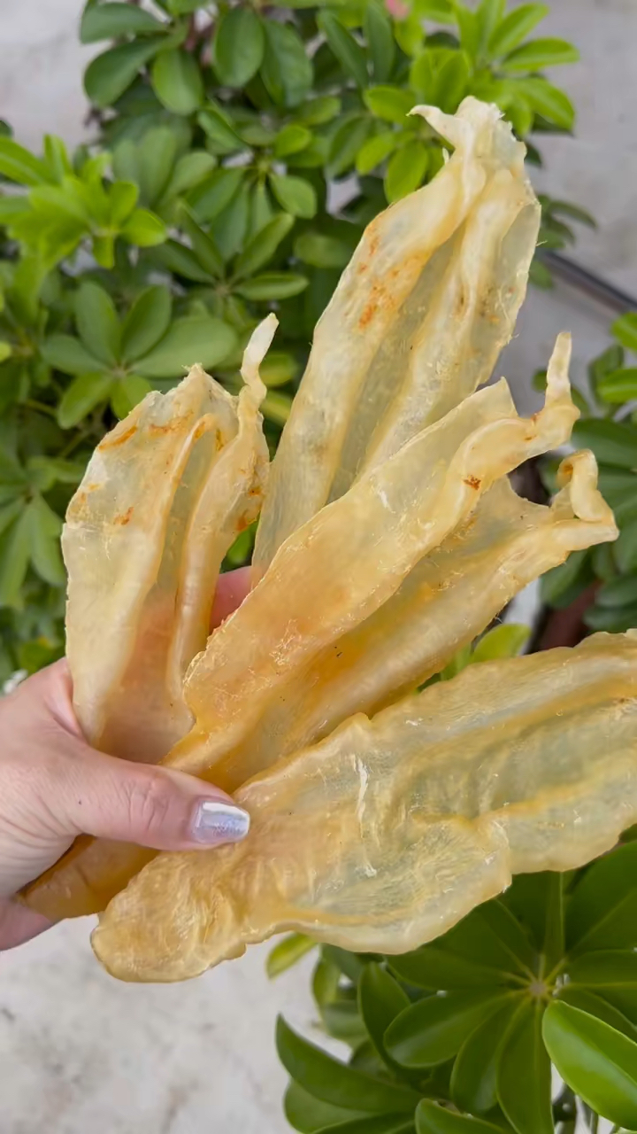 8头厚肉大北海母胶,厚肉[强],北海鳘鱼胶潮汕地区的“月子胶