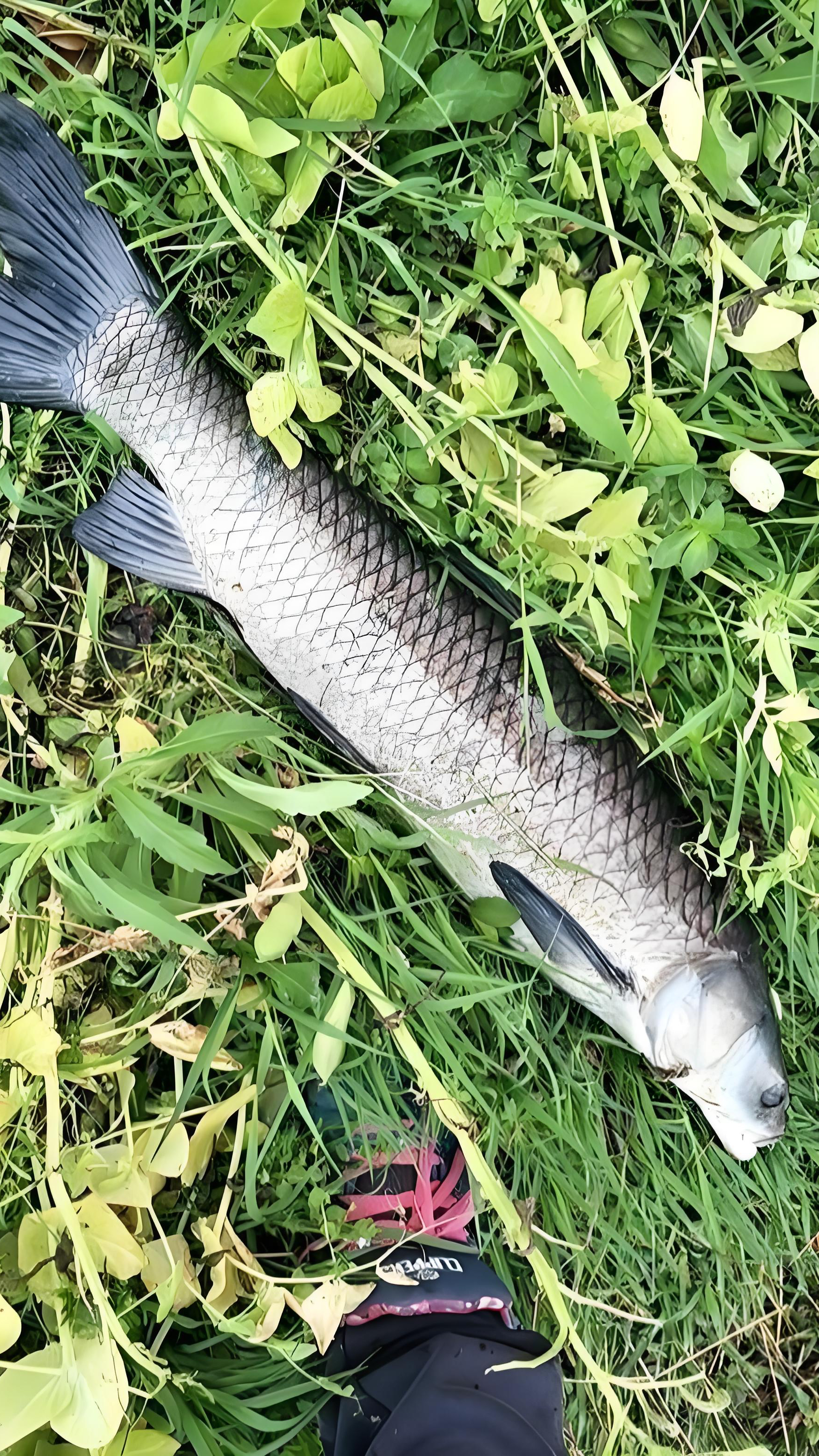 酒后吐露:珍藏饵料配方,专攻大草鱼