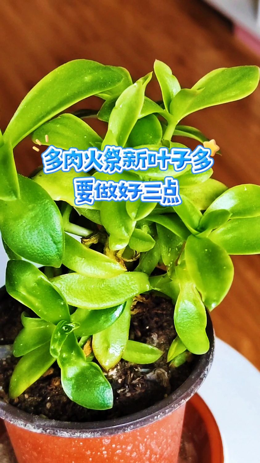 多肉火祭新叶子多,要做好三点