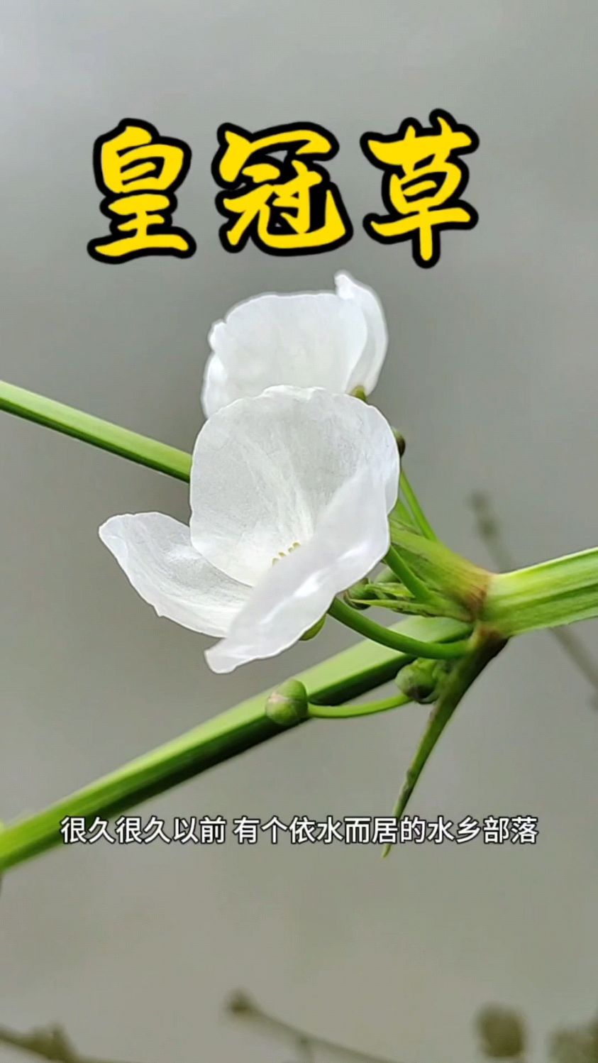 皇冠草是一种常见的水草,具有良好的观赏性,常被用于水族箱造景
