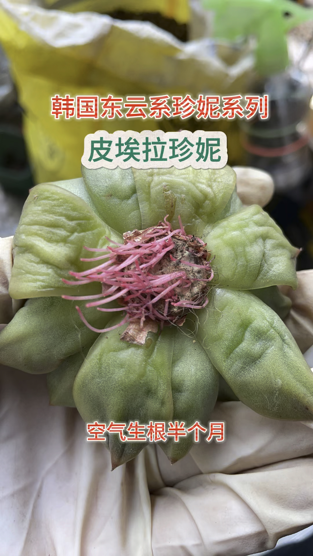 韩国东云系珍妮系列之皮埃拉珍妮#多肉植物 #大连同城 #韩国东云系珍妮