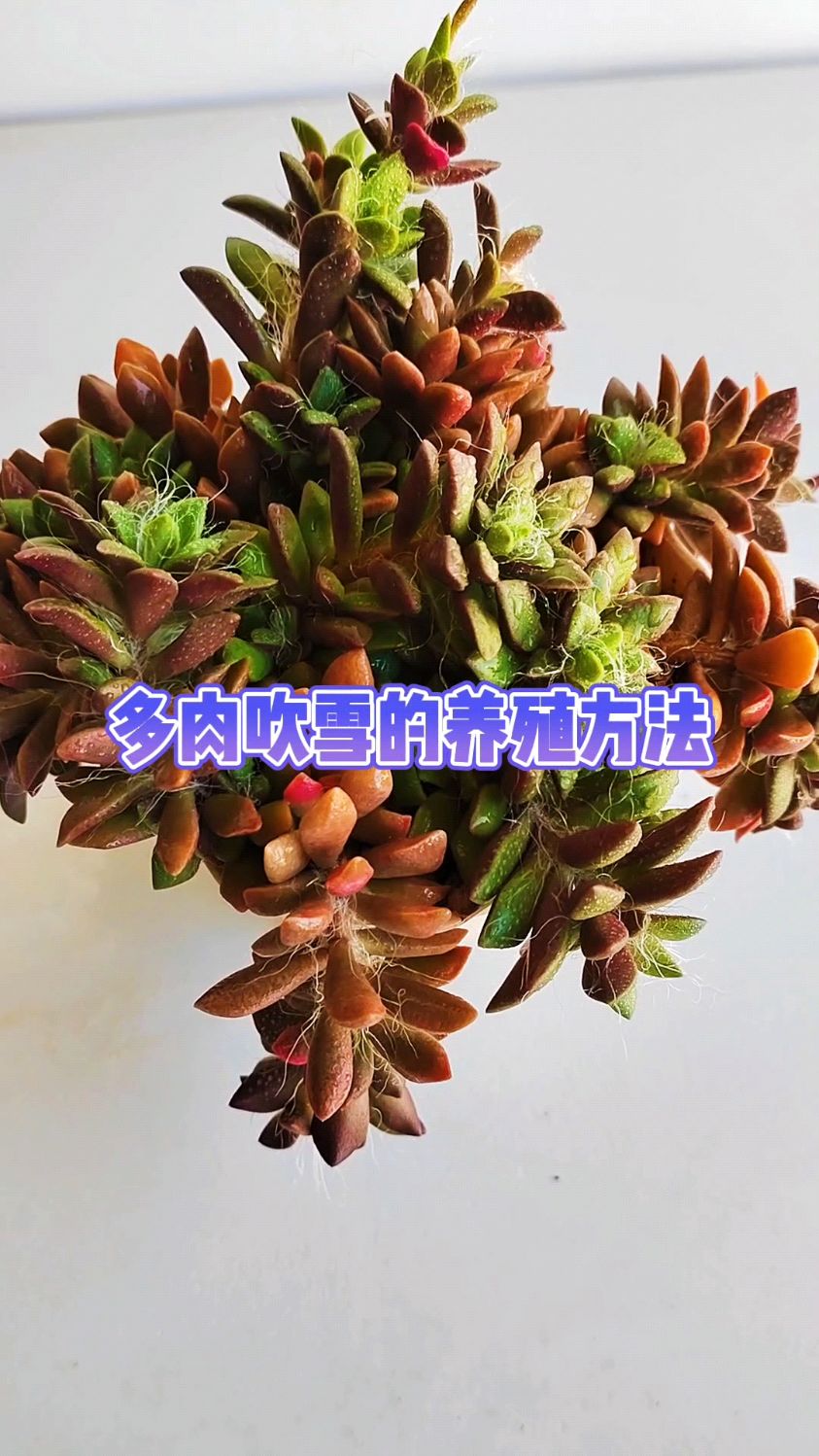 多肉吹雪的养殖方法