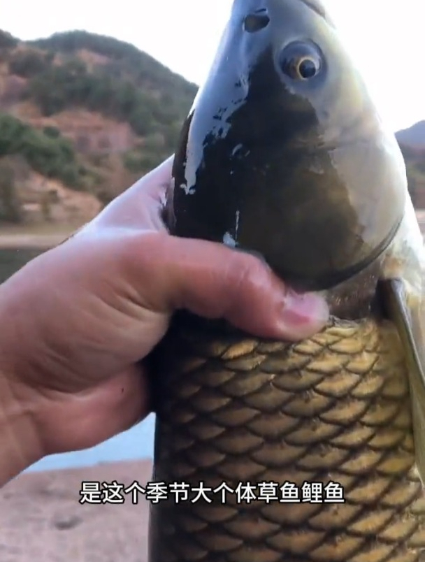 钓草鱼鲤鱼用散炮选什么味型?又该如何正确开饵?