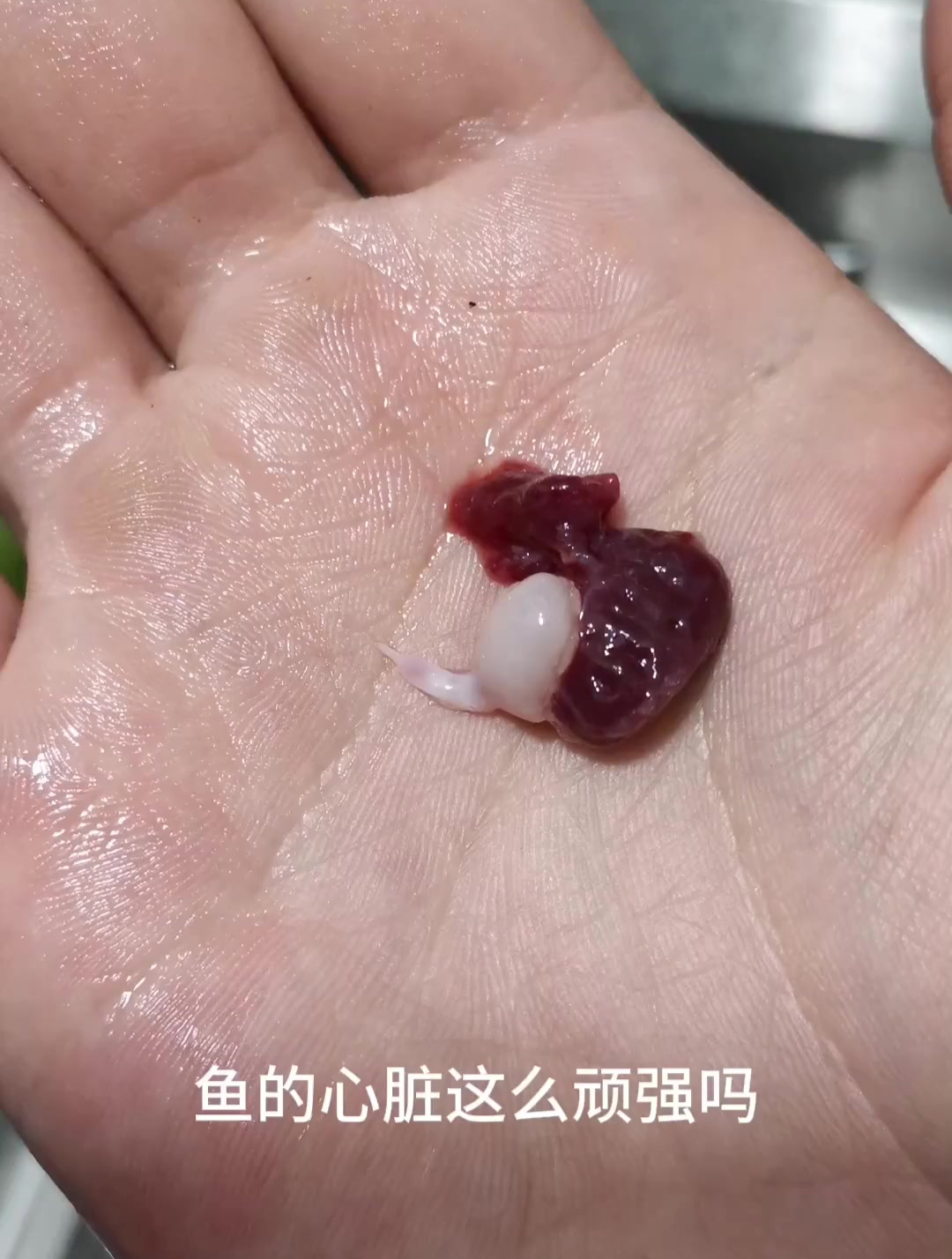 鱼在摘除心脏过后 心脏竟然还在跳动