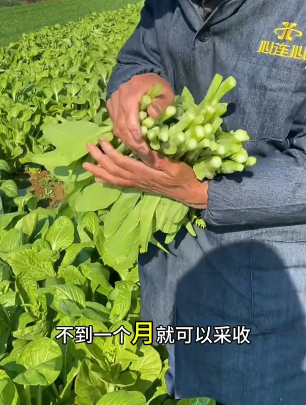 专吃菜心的蔬菜,越掐长得越旺盛,白菜苔清甜爽口