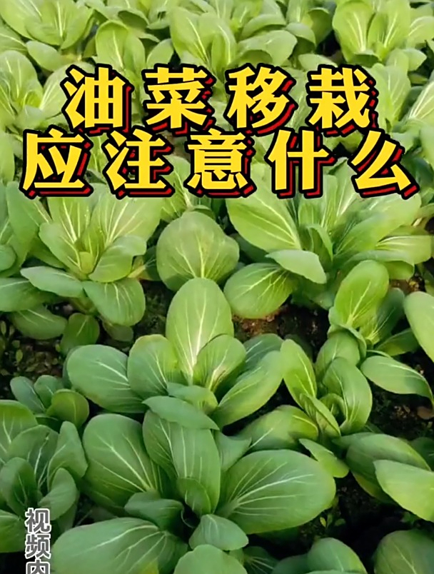 油菜移栽,这几点要注意!