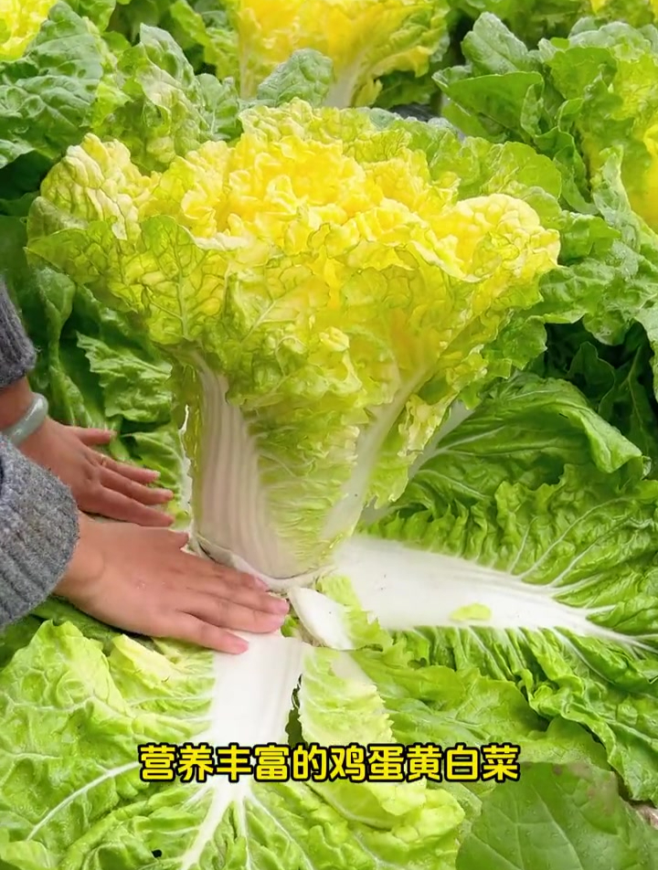 黄心大白菜,不烂根不烂帮,生长快耐储存