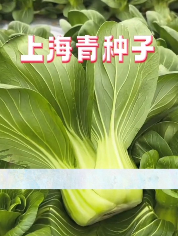 种到收不要一个月,上海青好吃好种,撒籽浇水就长!