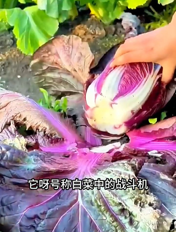 给5斤牛肉都不换,耐热又好种,紫白菜一棵长到几十斤!