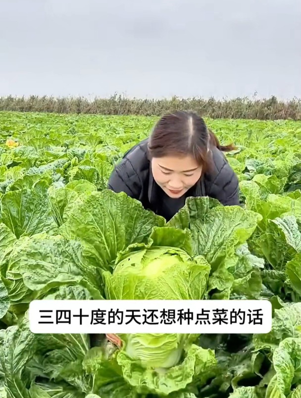 白菜新品种,夏季也能种,撒籽就长还不生虫子