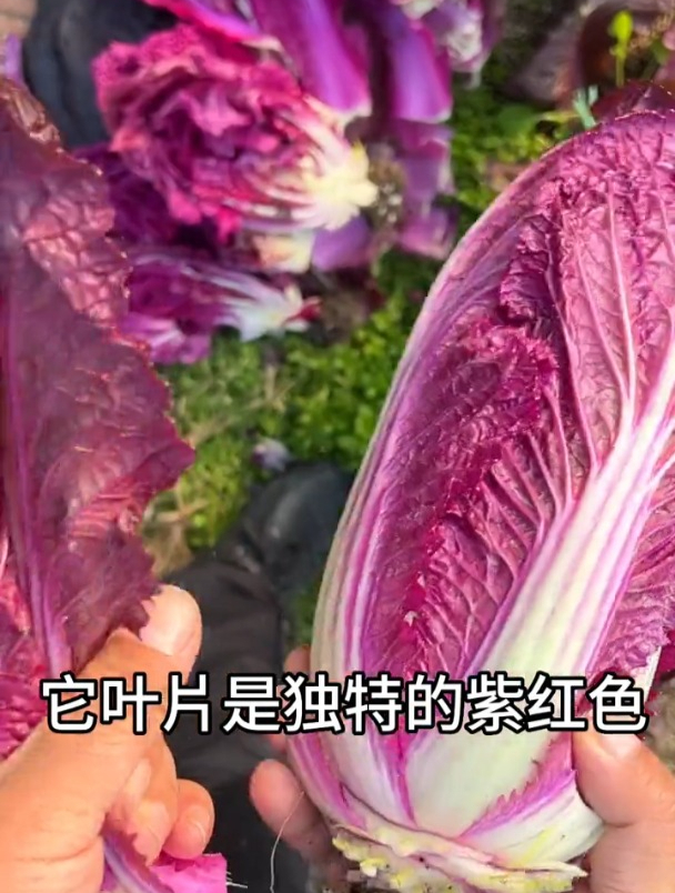 比猪肉营养高,紫白菜耐热又好种,成熟后直接生吃!